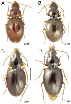 Image de Mecyclothorax niho Liebherr 2013