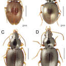 Image of Mecyclothorax fuscus Perrault 1989