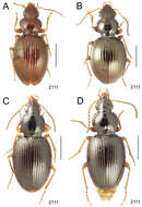 Image of Mecyclothorax fuscus Perrault 1989