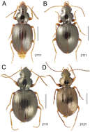 Image of Mecyclothorax fuscus Perrault 1989