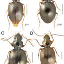 Image of Mecyclothorax cupreus Perrault 1978