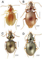 Image of Mecyclothorax externestriatus Perrault 1989