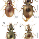 Image of Mecyclothorax angulosus Perrault 1989