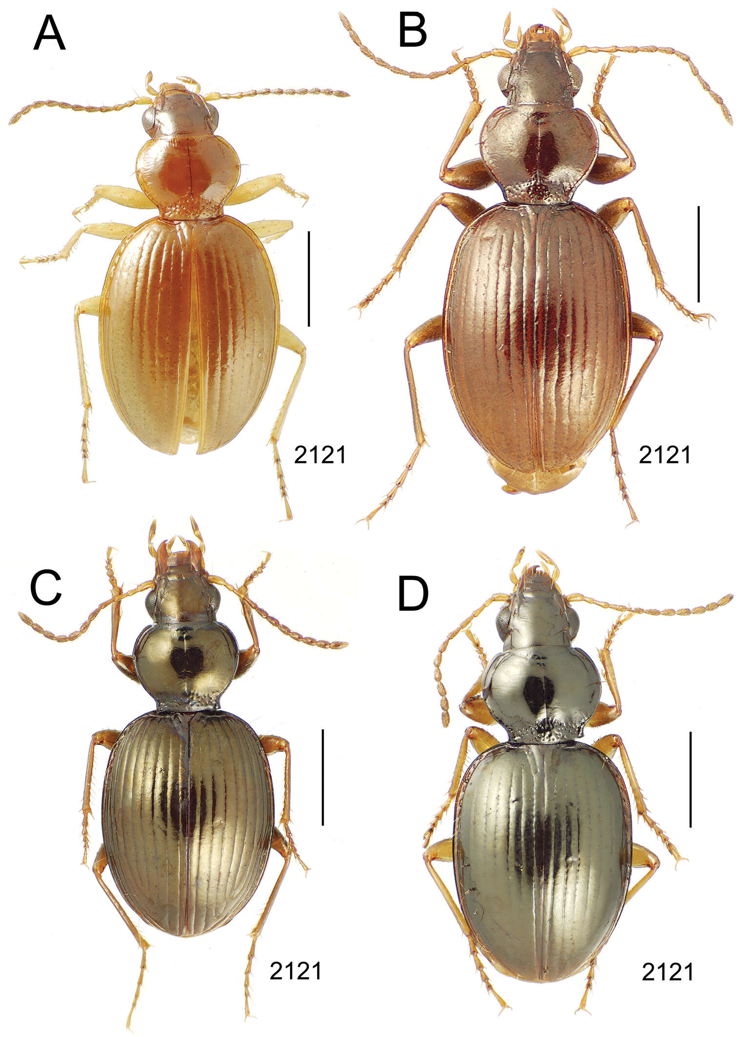 Image of Mecyclothorax angulosus Perrault 1989