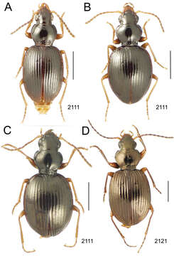 Image of Mecyclothorax cupreoides Perrault 1978