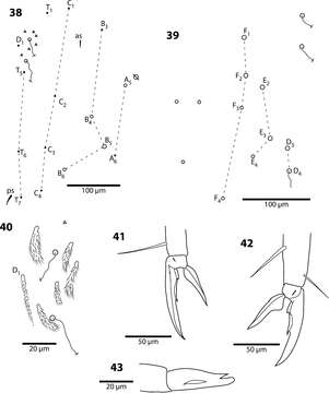 Image of <i>Trogolaphysa jacobyi</i> Mills 1938