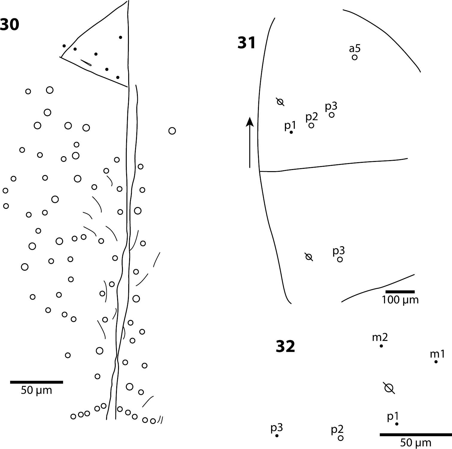 Image of <i>Trogolaphysa jacobyi</i> Mills 1938