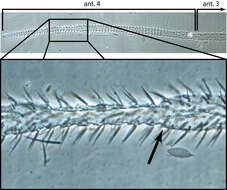 Image of <i>Trogolaphysa jacobyi</i> Mills 1938