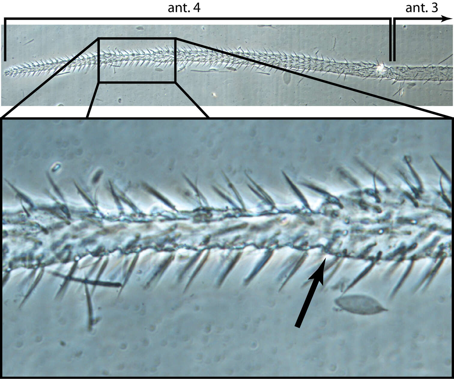 Image of <i>Trogolaphysa jacobyi</i> Mills 1938