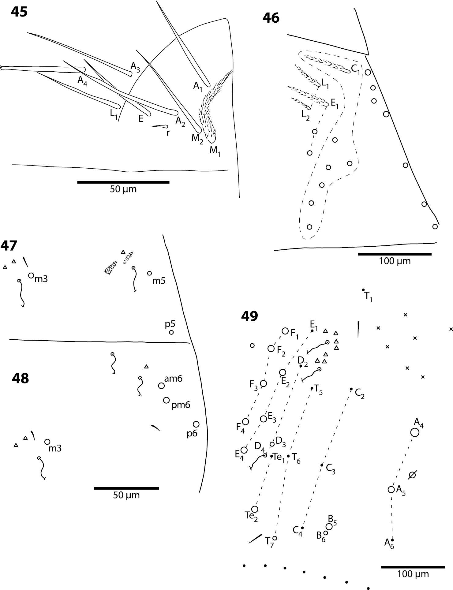 Image of Entognatha