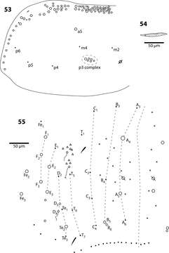 صورة Trogolaphysa jataca (Wray & DL 1953)