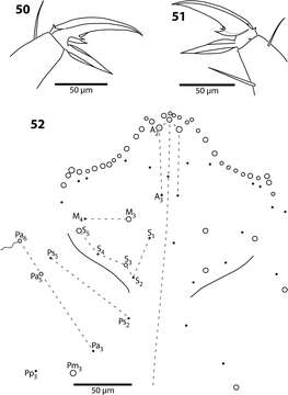 Imagem de Trogolaphysa jataca (Wray & DL 1953)