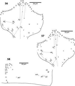 Image of Trogolaphysa jataca (Wray & DL 1953)