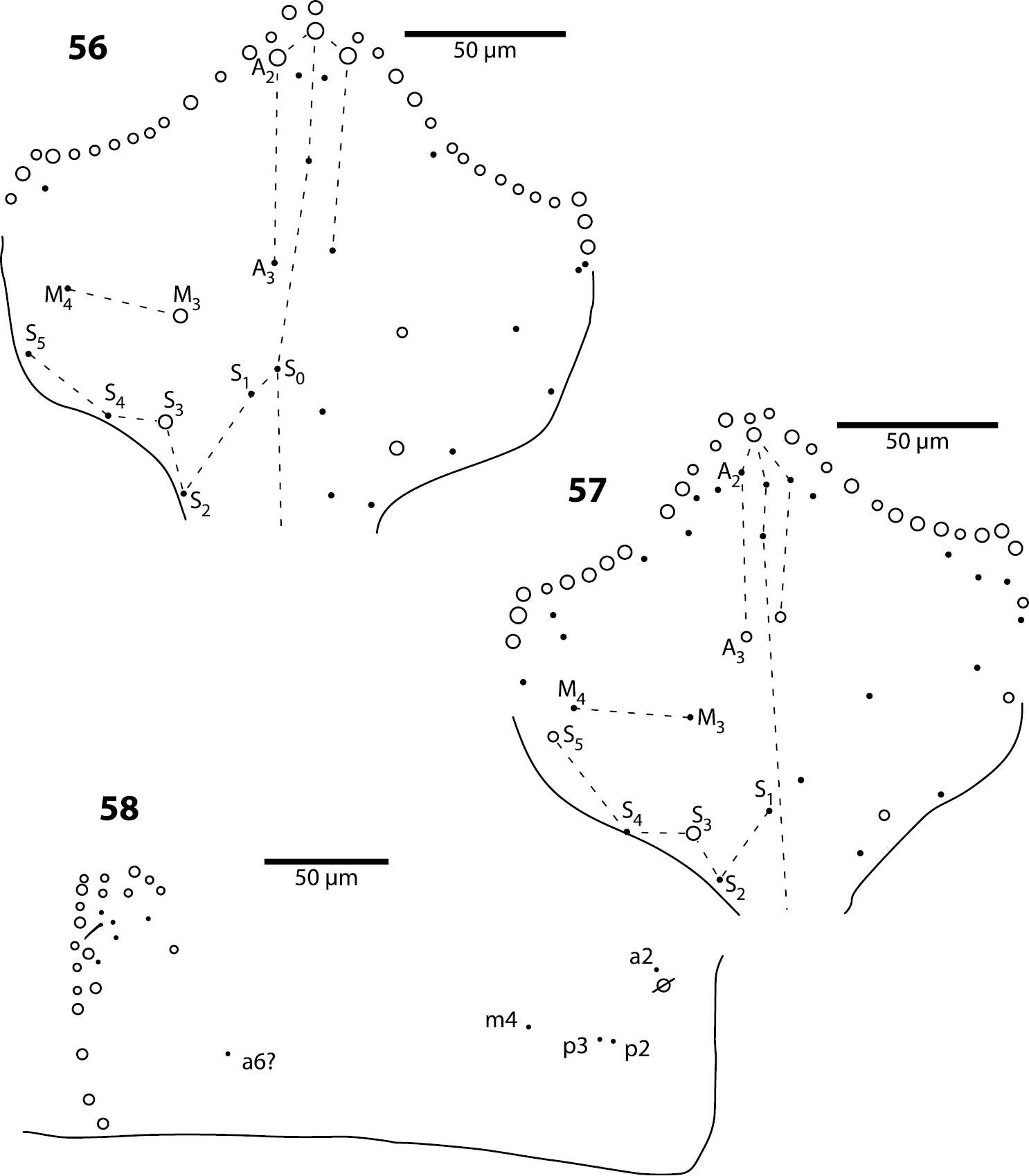 Image de Trogolaphysa geminata (Mari Mutt & JA 1987)