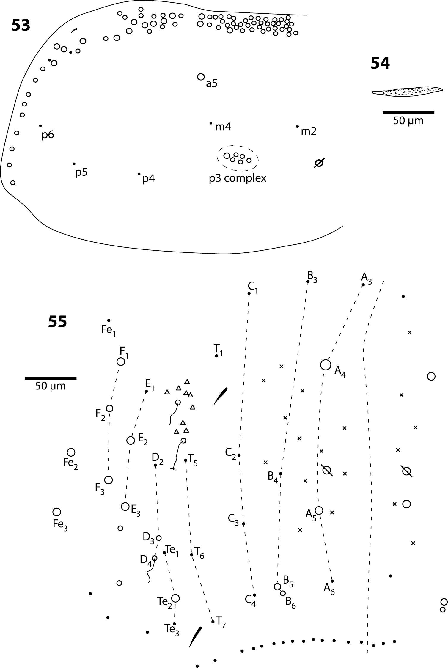 Sivun Trogolaphysa geminata (Mari Mutt & JA 1987) kuva