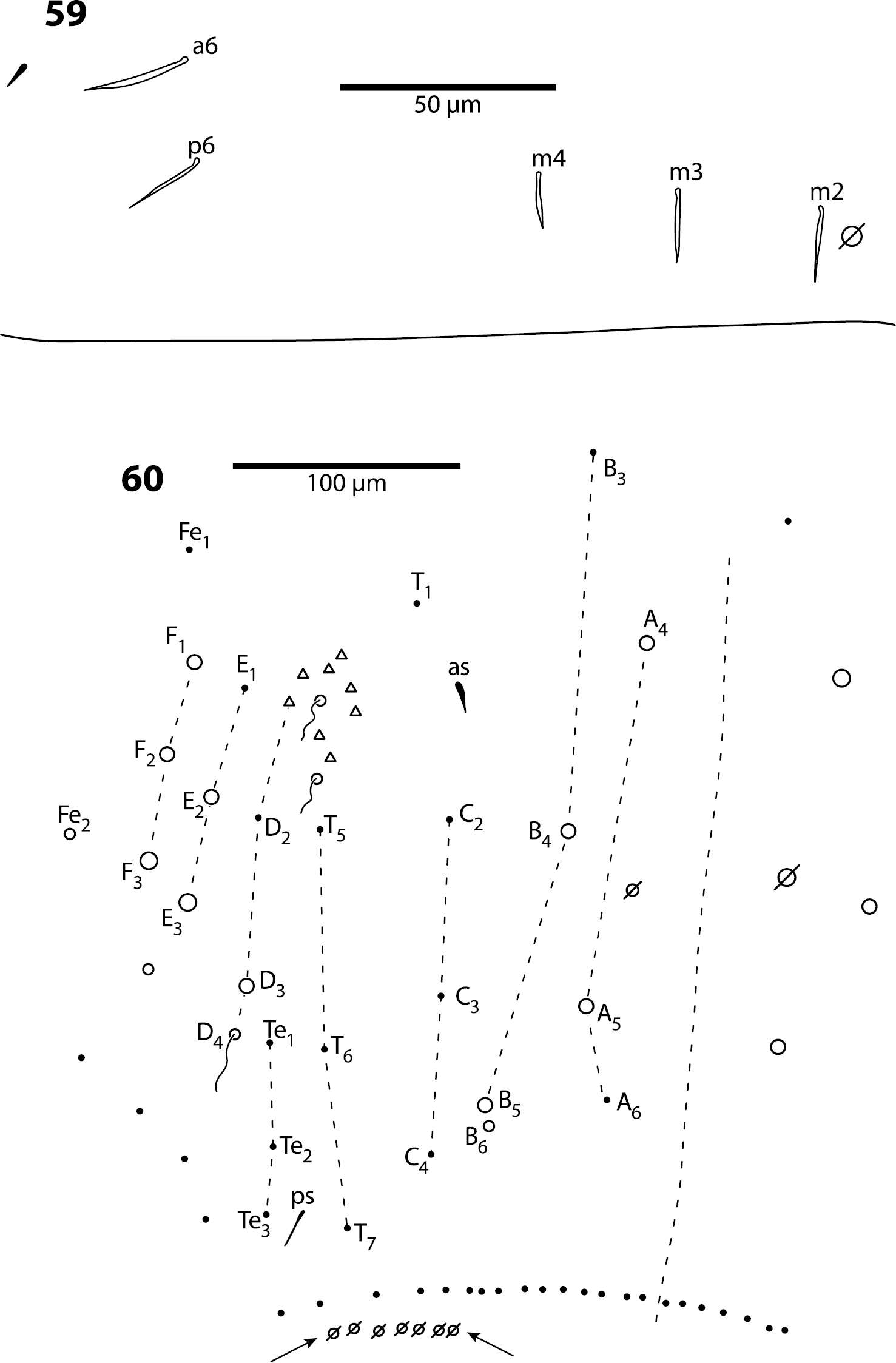 Sivun Trogolaphysa geminata (Mari Mutt & JA 1987) kuva