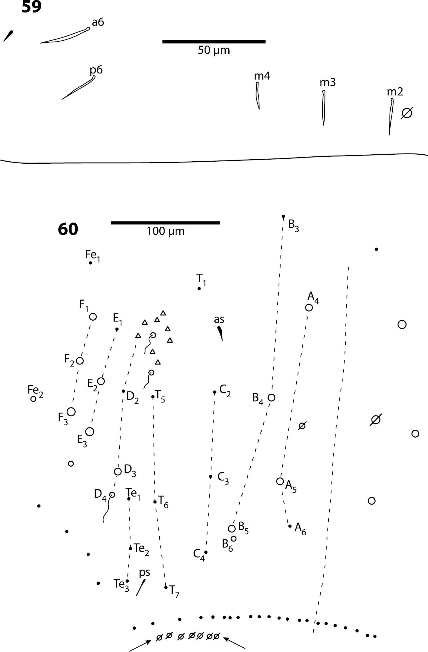 Sivun Trogolaphysa riopedrensis (Mari Mutt & JA 1987) kuva