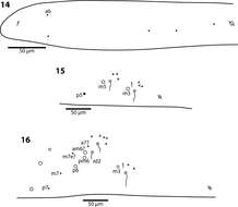 Image de Trogolaphysa riopedrensis (Mari Mutt & JA 1987)