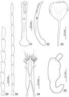 Image of Dercetina chinensis (Weise 1889)