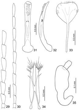 Image of Dercetina chinensis (Weise 1889)