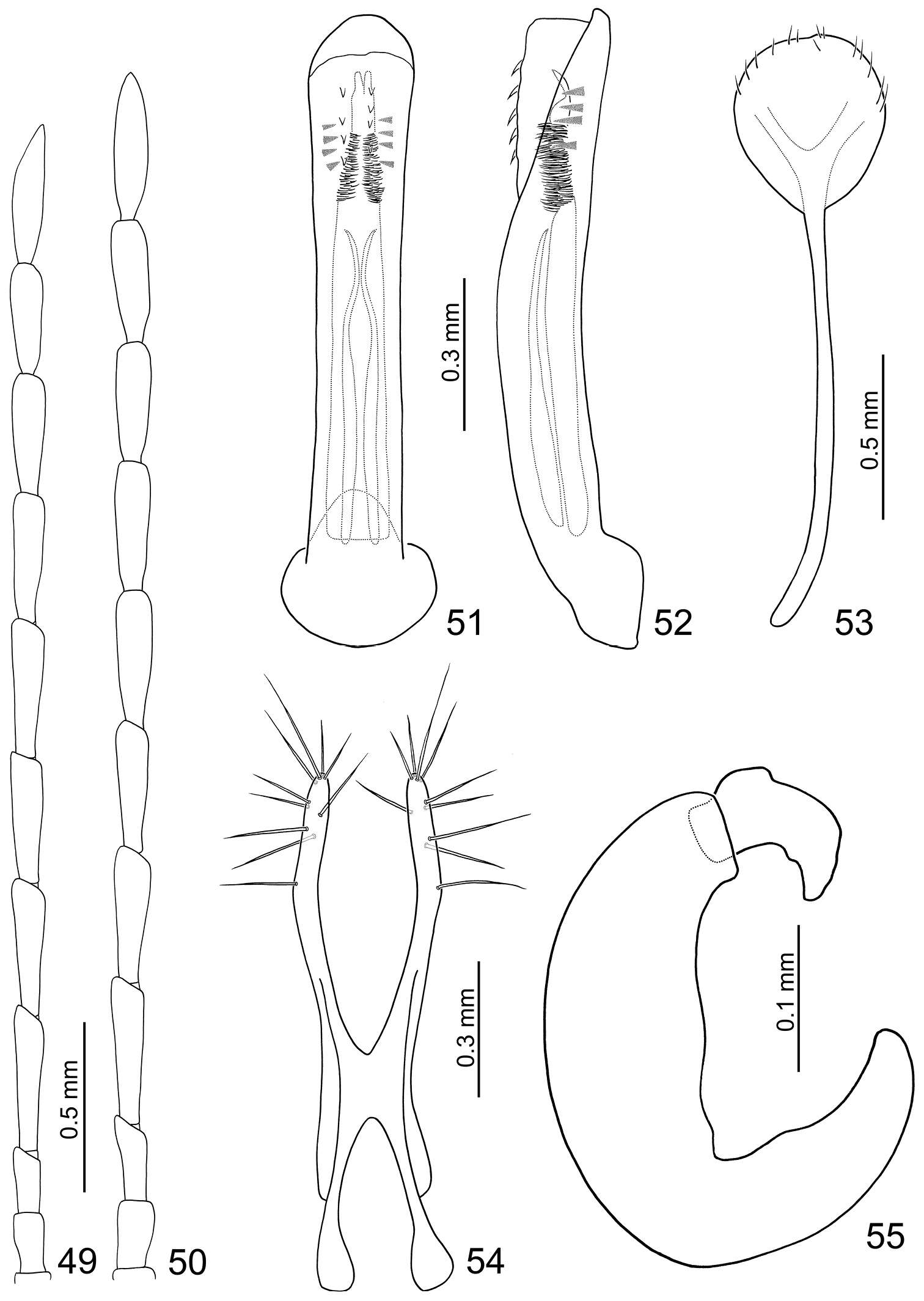 Image of Dercetina shirozui Kimoto 1969