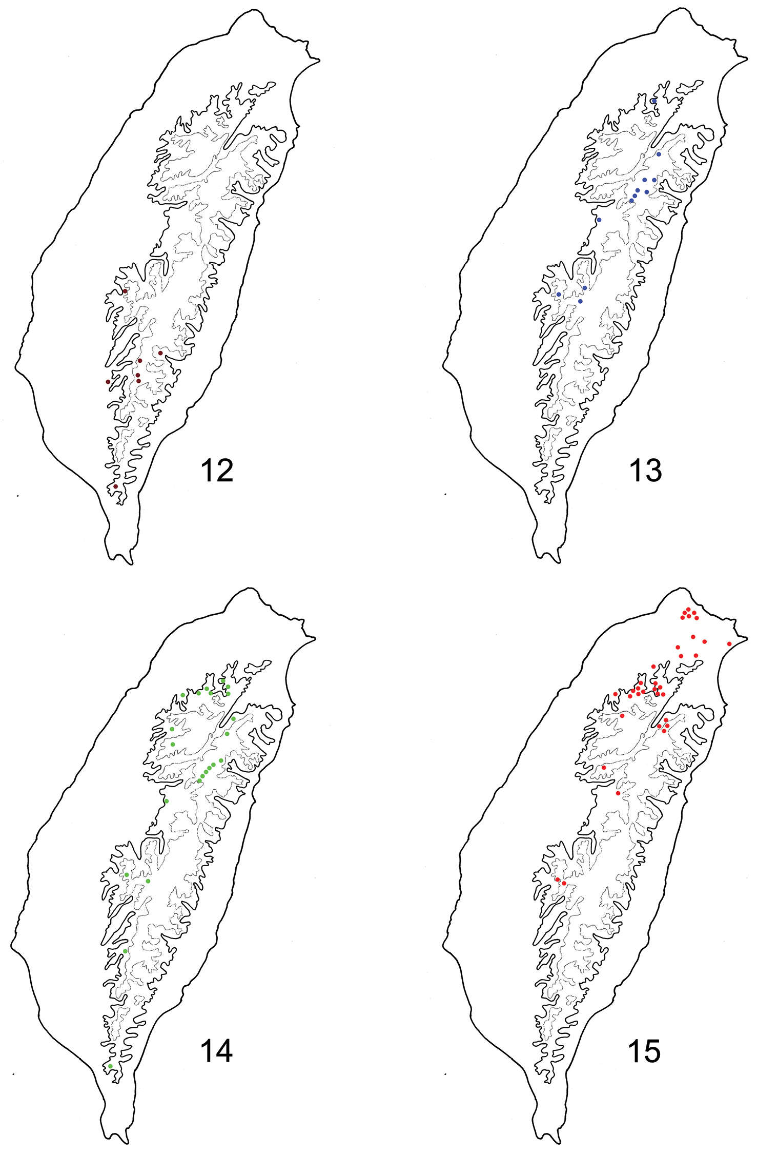 Image of <i>Dercetina taiwana</i> (Chujo 1938)