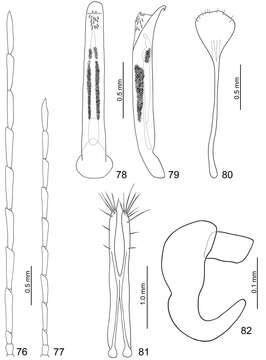 Image of Arthrotus