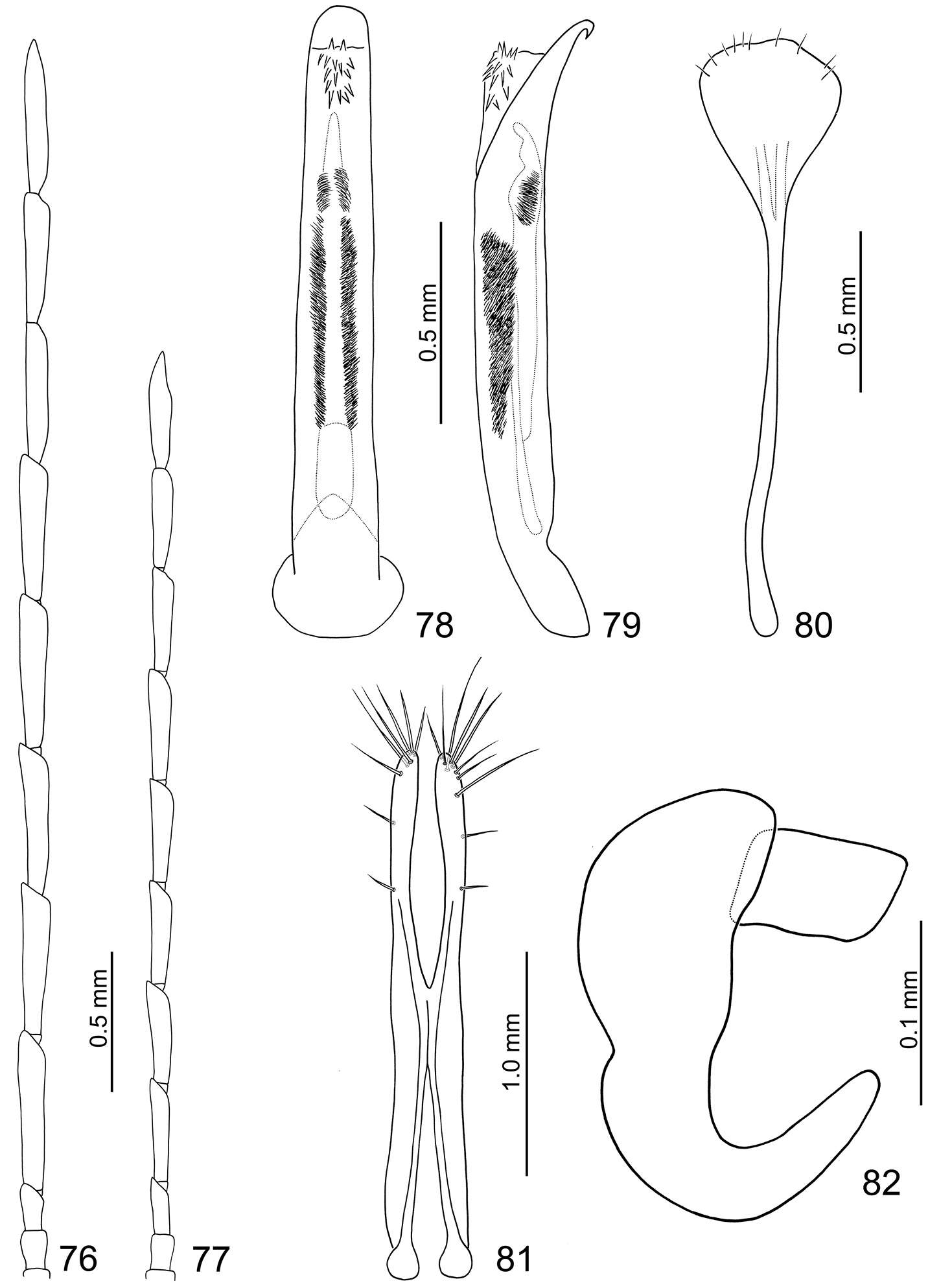 Слика од Arthrotus