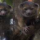 Image of Olinguito