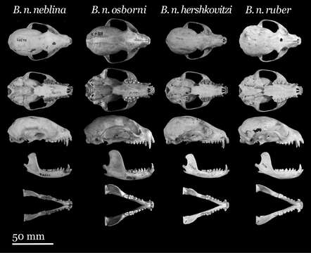 Image of Bassaricyon neblina neblina Helgen, Pinto, Kays, Helgen, Tsuchiya, Quinn, Wilson & Maldonado 2013