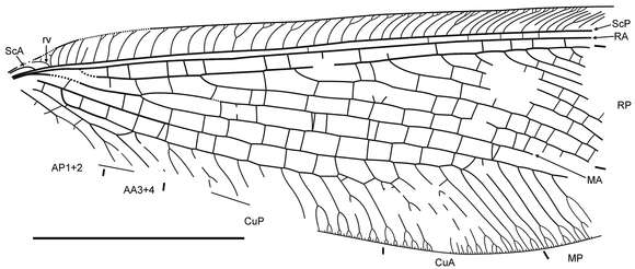 Image of Daonymphes