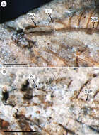 Image of Daonymphes