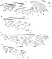 Plancia ëd Liminympha