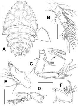 Image of Peltidium Philippi 1839