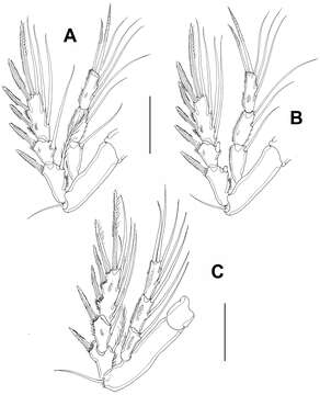 Image of Peltidium Philippi 1839