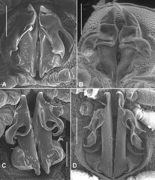 Image of Agathodesmus chandleri Mesibov 2013