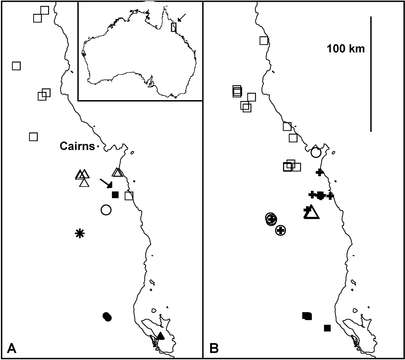 Image of Agathodesmus gayundah Mesibov 2013