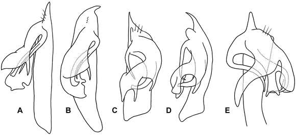 Image of Agathodesmus millaa Mesibov 2013