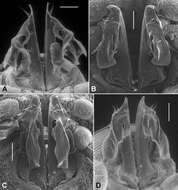 Image of Agathodesmus aenigmaticus Mesibov 2013