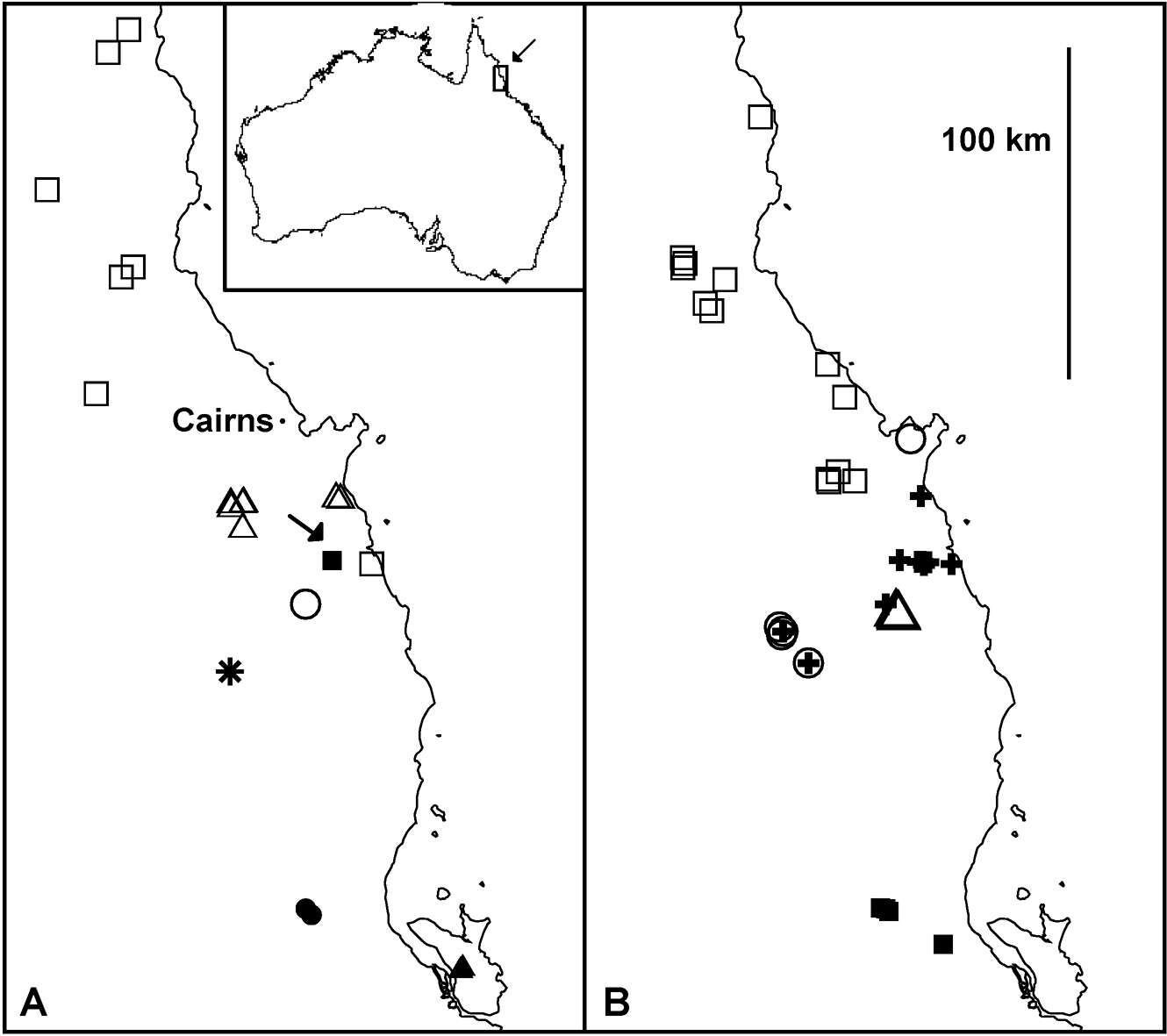 Image of Agathodesmus agnus Mesibov 2013