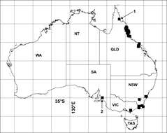 Image of Agathodesmus agnus Mesibov 2013