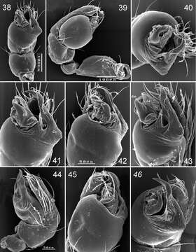 Image of palpimanid spiders