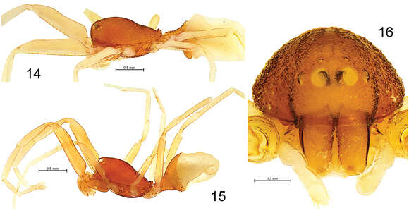 Image of palpimanid spiders