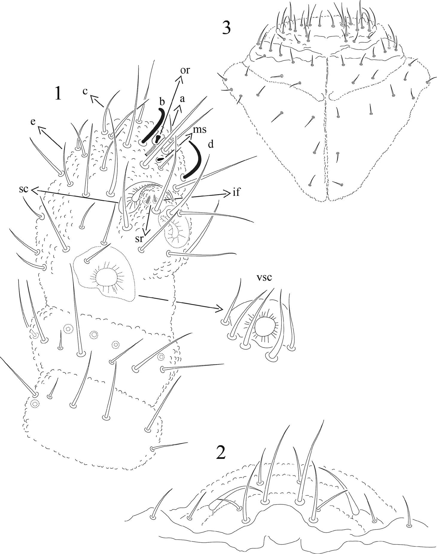 Image of Tullbergiidae