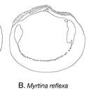 Image of Myrtina reflexa J. D. Taylor & Glover 2013