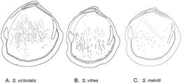 Image de Scabrilucina J. D. Taylor & Glover 2013