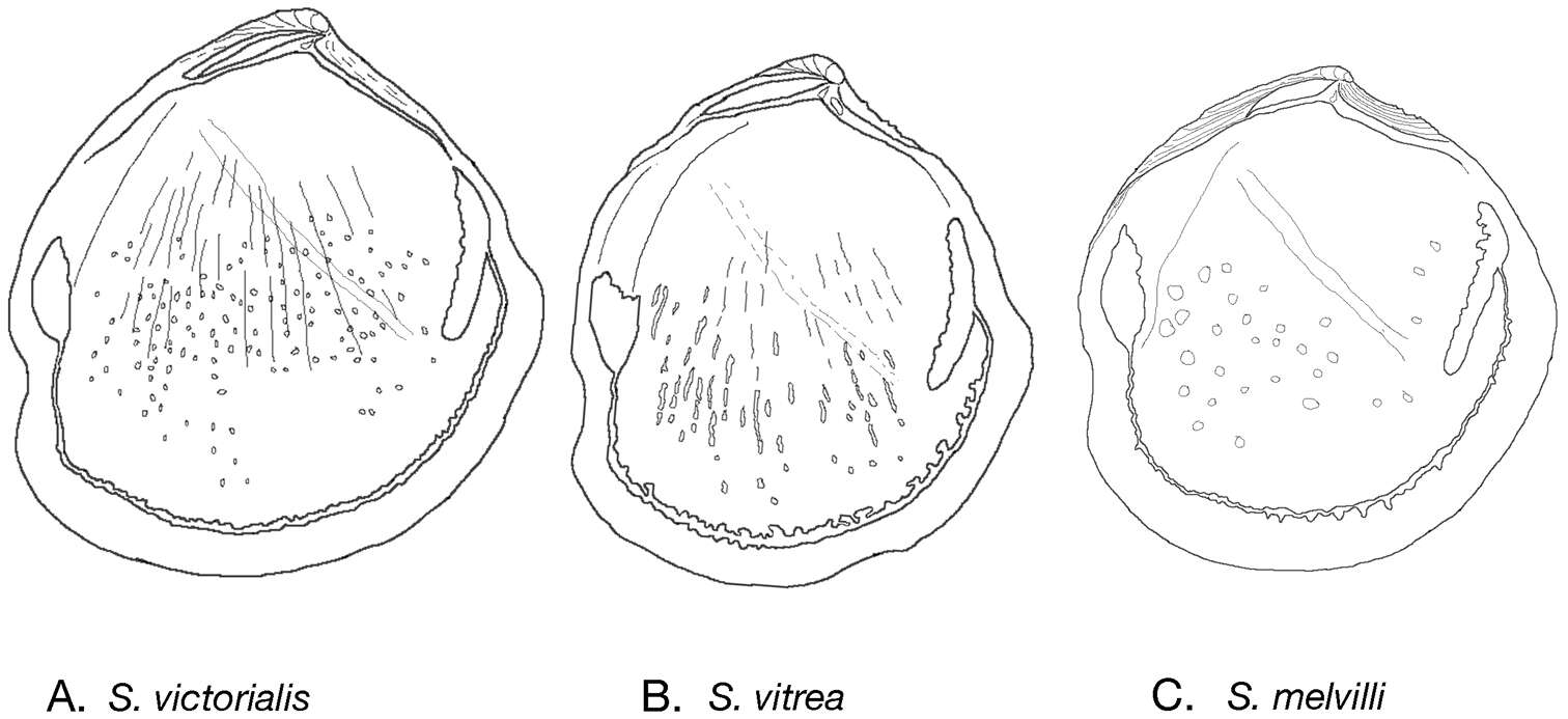 Image de Scabrilucina J. D. Taylor & Glover 2013