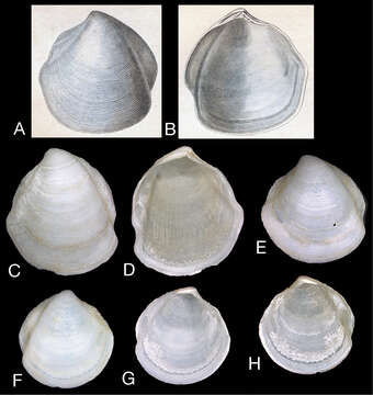 Image de Scabrilucina J. D. Taylor & Glover 2013