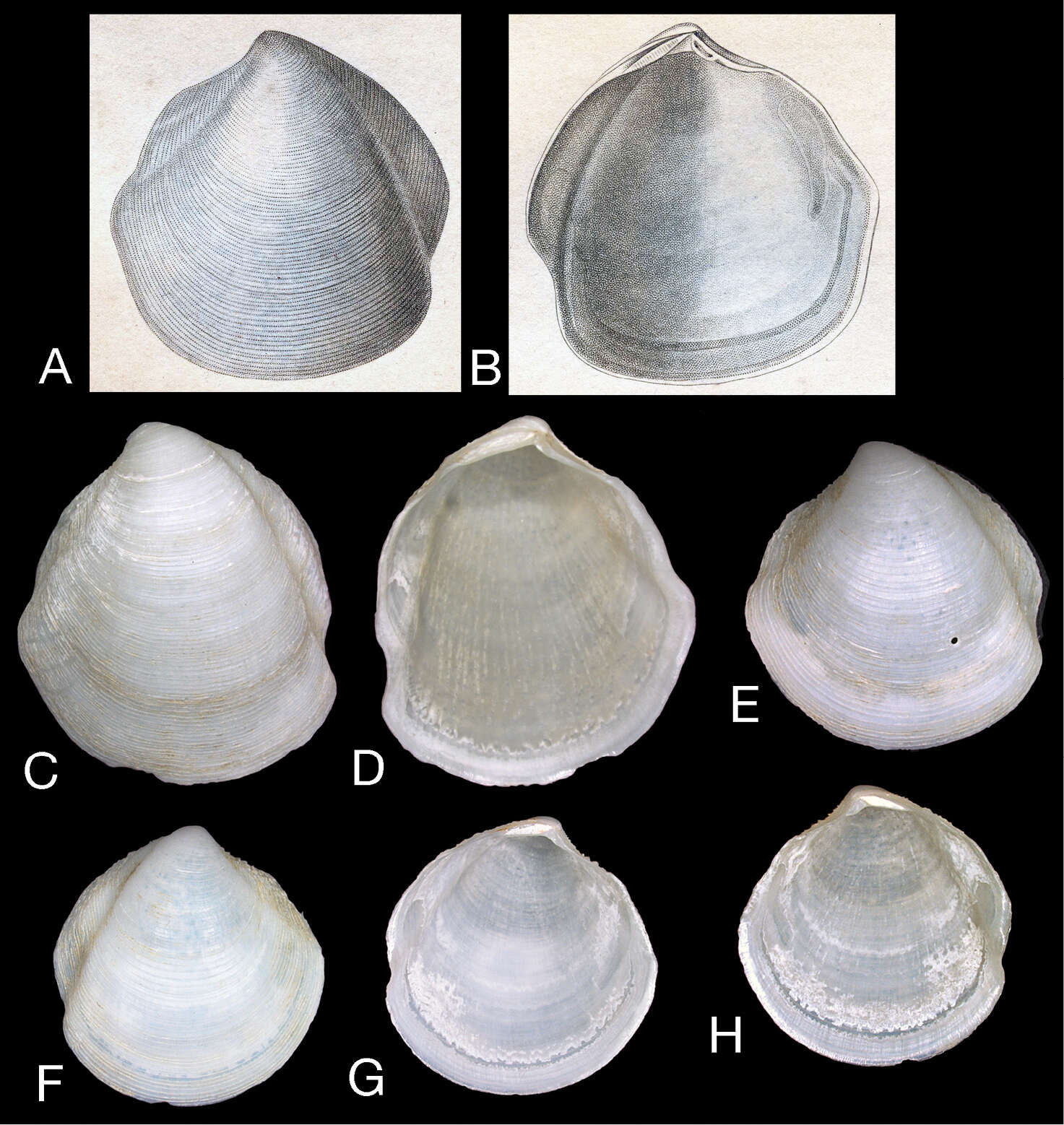 Image de Scabrilucina J. D. Taylor & Glover 2013