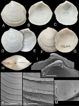 Image de Scabrilucina melvilli J. D. Taylor & Glover 2013